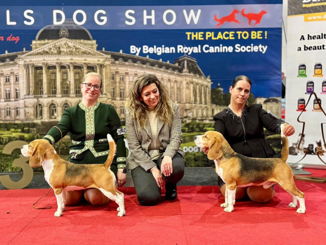 Ice Breaker - BEST OF BREED BRÜSSEL DOG SHOW 