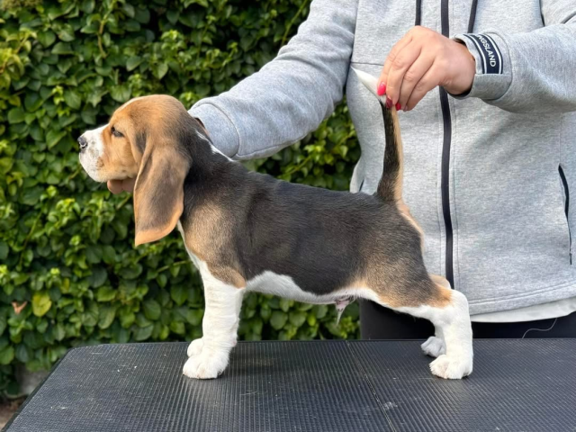 Iconic Ink - 7,5 Wochen