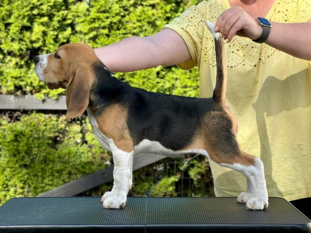 Iconic Ink - 12,5 Wochen