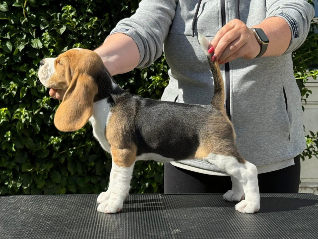 Insta Ivy - 7,5 Wochen