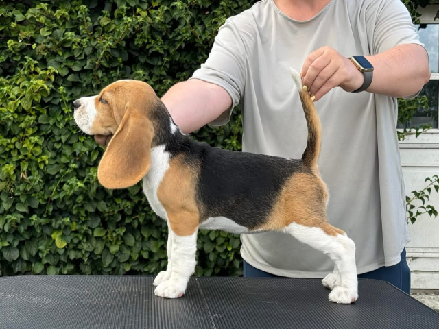 Insta Ivy - 2,5 Monate