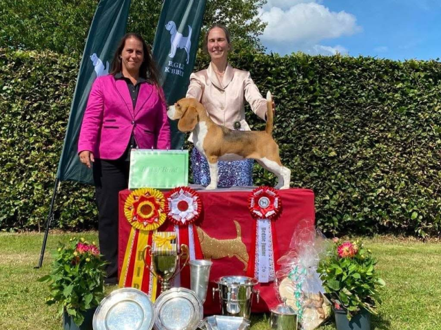 Insta Ivy - BEST OF BREED at VERY SPECIAL SHOW 