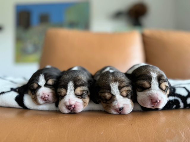 Welpen von Curtis und "Easy" Symposions HearSay