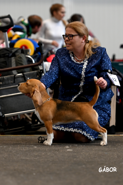 Vicky bei der CACIB Geneva 2024