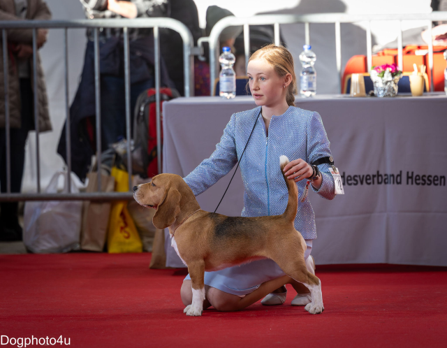 Vicky bei der Brüssel Dogshow 2024