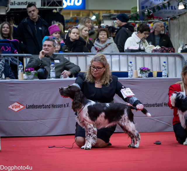Flash bei der CACIB Kassel 2025