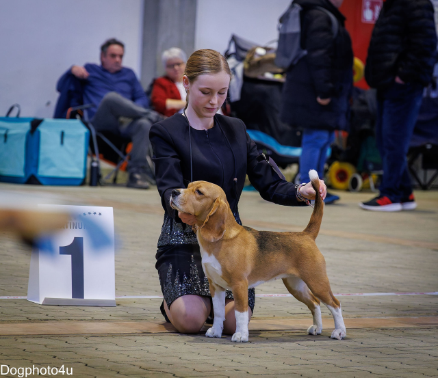 Vicky bei der CACIB Kassel