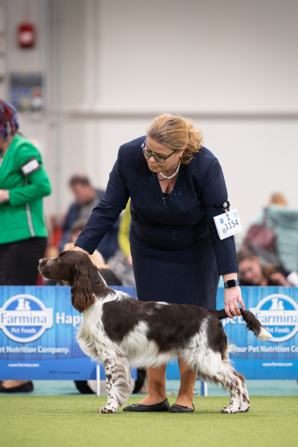 Flash bei der CACIB BUDAPEST 2025