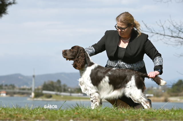 Flash bei der CACIB / CAC Premstätten 2025