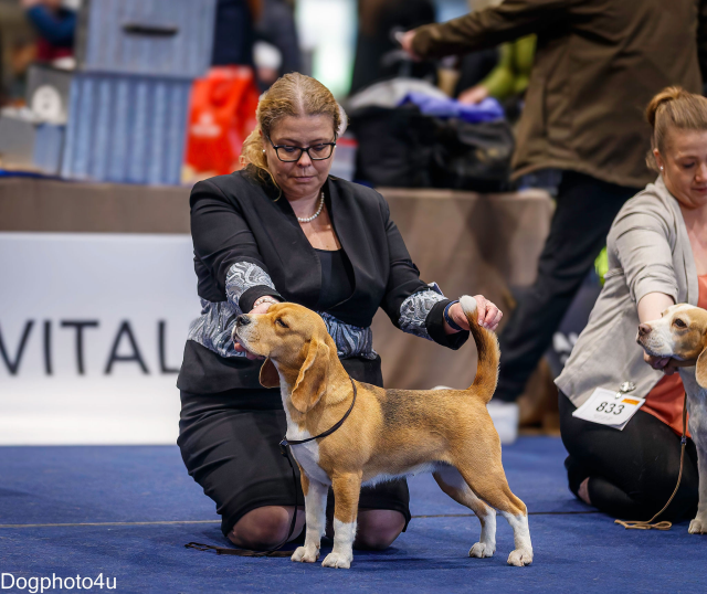 Vicky bei der CACIB Premstätten