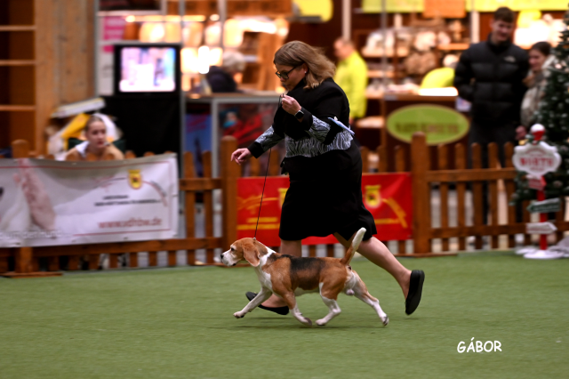 Curtis bei der CACIB Karlsruhe 2025