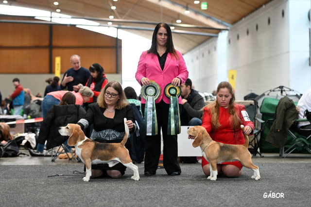 Vicky bei der CACIB Karlsruhe 2025