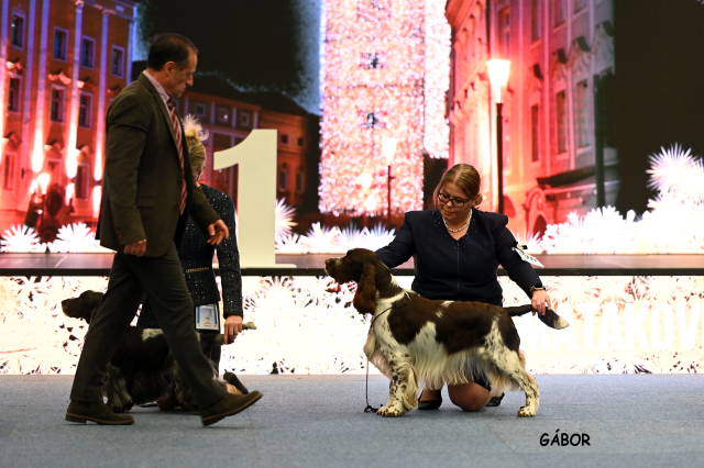 Flash bei der CACIB Wels 2025