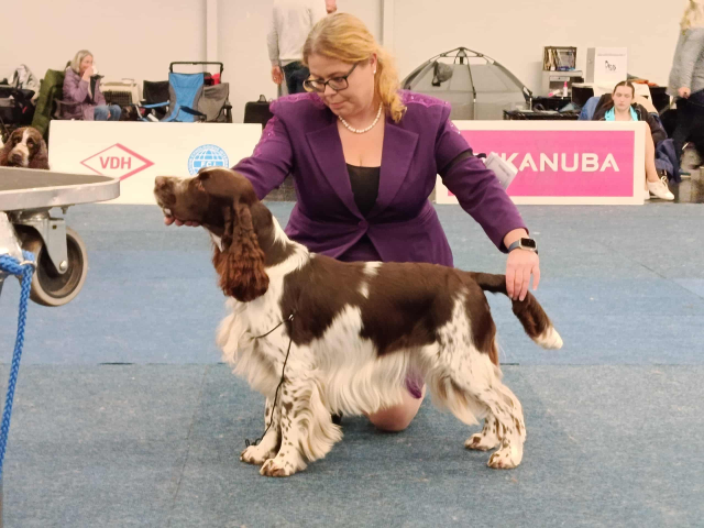 Flash bei der INTERNATIONAL/NATIONAL DOG SHOW Cernobbio 2025