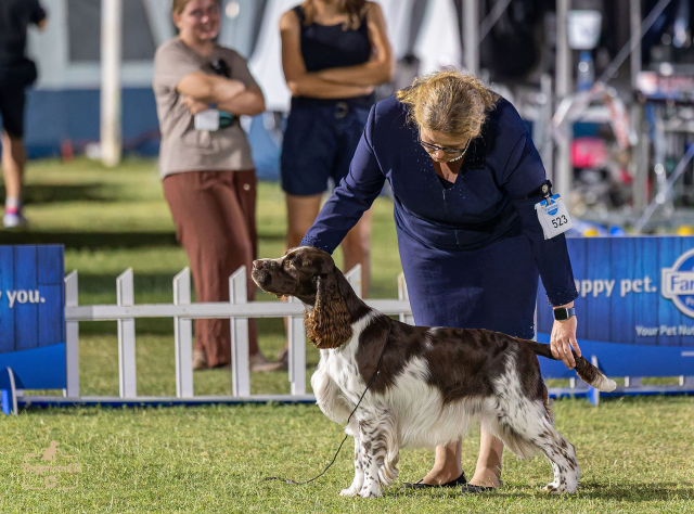 Split Summer Night Shows 2025